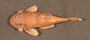 Neblinichthys pilosus FMNH 96617 1of2 dorsal